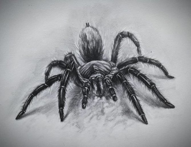 Croquis Araignée tridimensionnelle