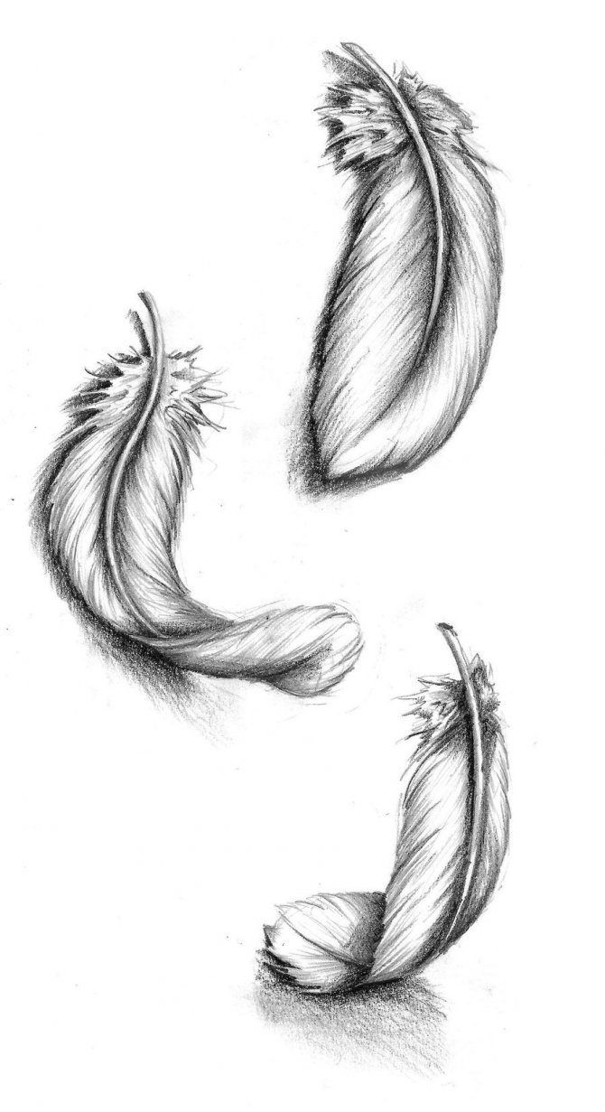 Esquisse d'un tatouage de jambe en plumes