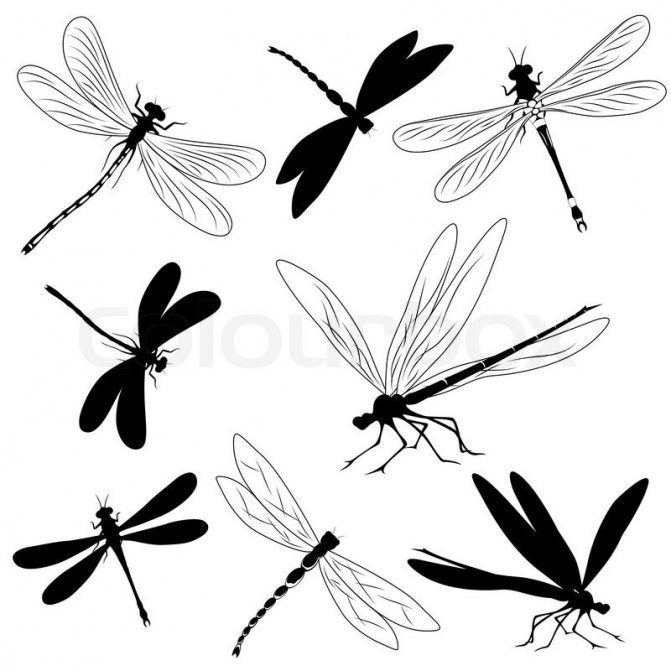 Motifs de tatouage de libellules