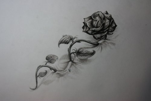 Esquisses d'une rose avec une tige tordue pour pied