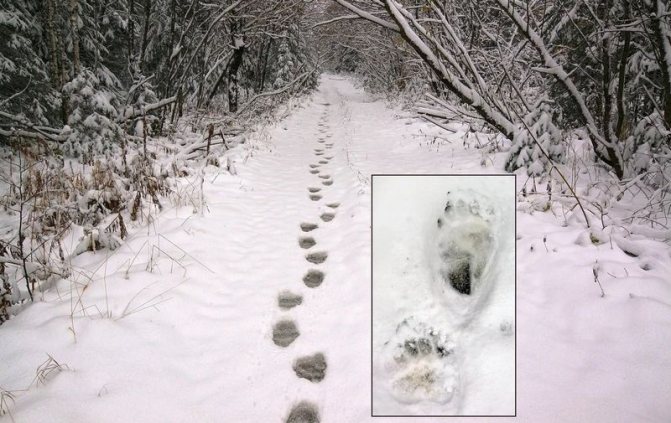 Si les empreintes ne sont pas recouvertes de neige, cela signifie qu'un ours est quelque part à proximité.