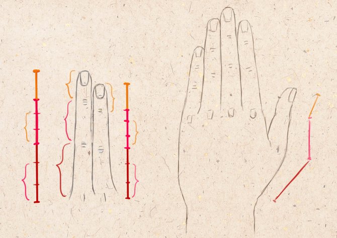 Phalanges