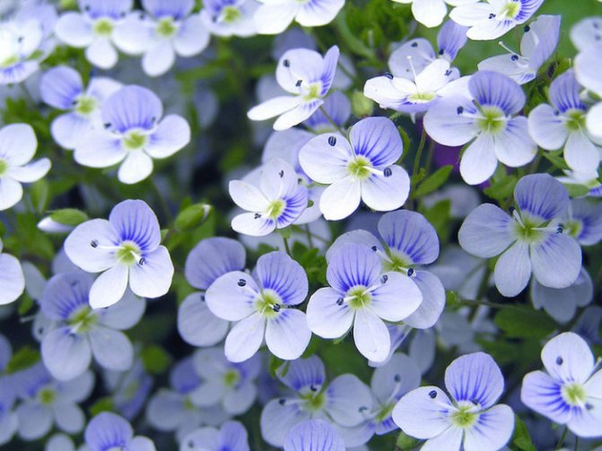 violettes (700x525, 140Kb)