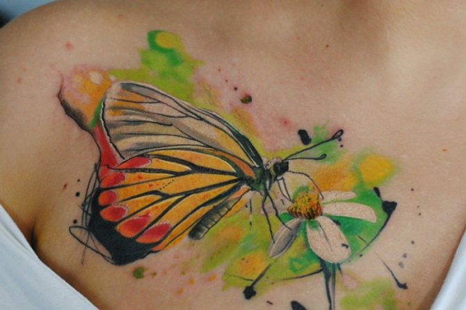 Photo de papillon