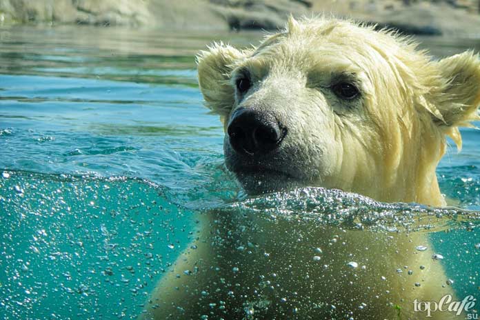 Photo d'un ours polaire