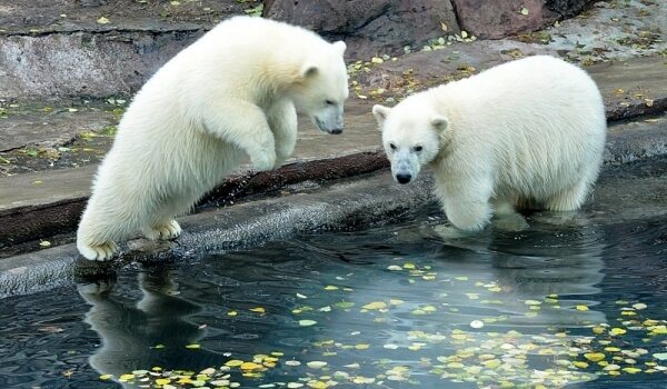 Photo : Un ours polaire du Livre rouge