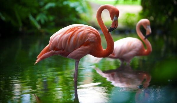 Photo : Great Flamingo