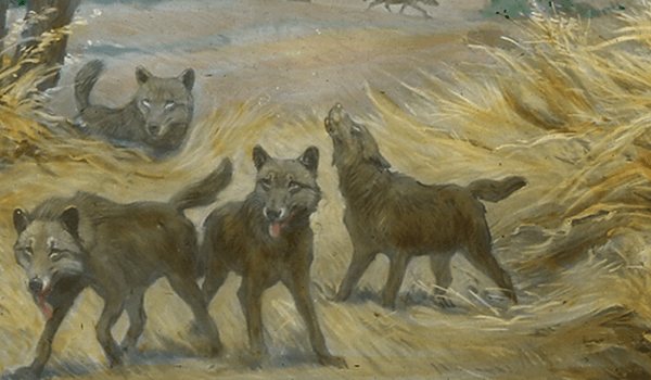 Photo : Les chatons du loup sinistre