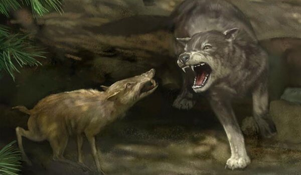 Image : A quoi ressemble le loup sinistre