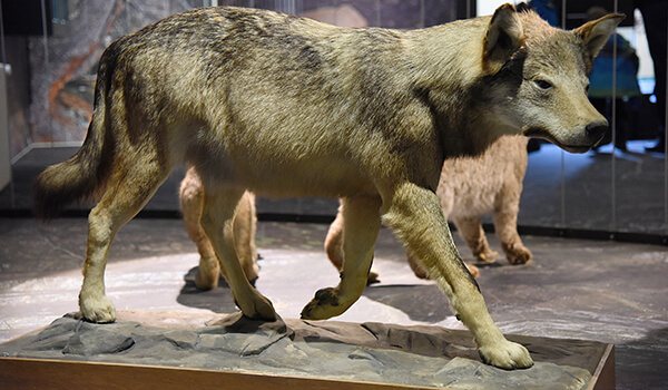Photo : A quoi ressemble le loup sinistre