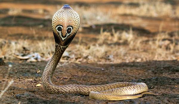 Photo : Cobra