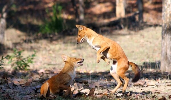 Photo : Loup rouge en Russie