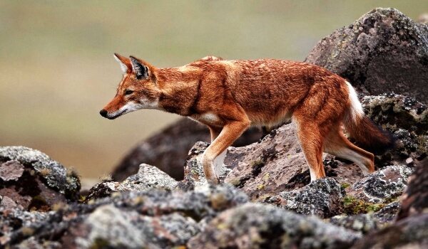 Photo : Loup rouge