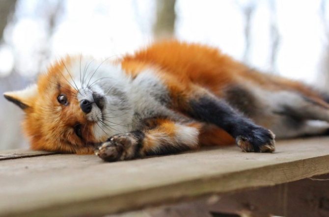 Photo d'un renard