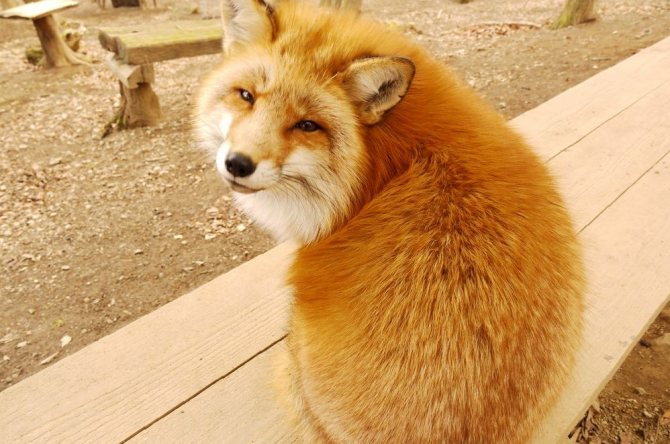 Photo d'un renard