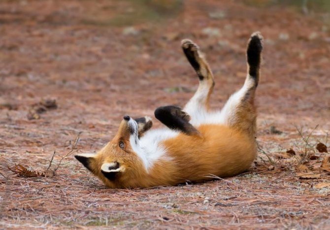Photo d'un renard