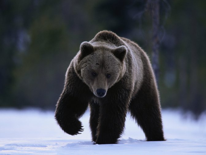 Photos d'ours