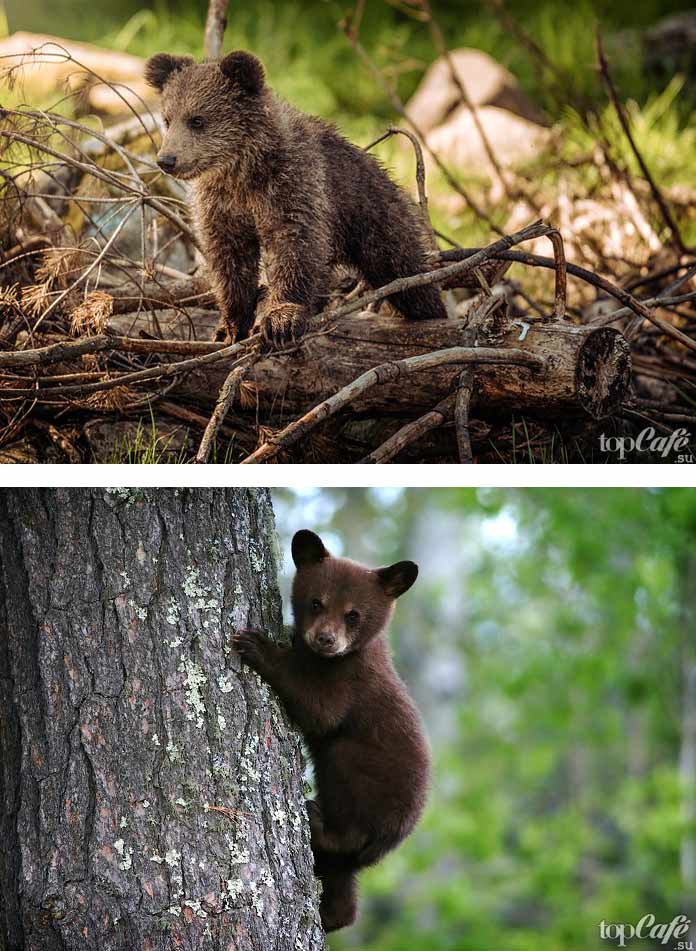 Photo d'ours