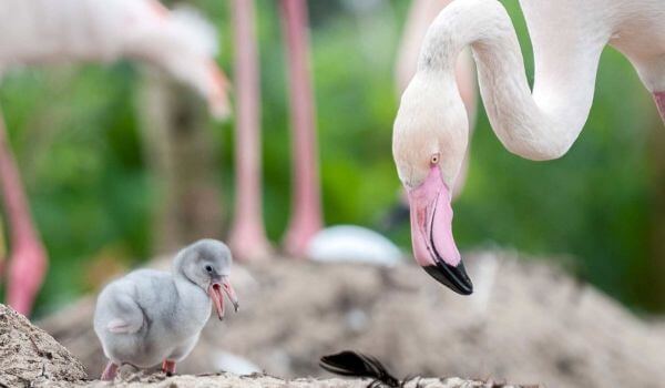 Photo : Oiseau flamant