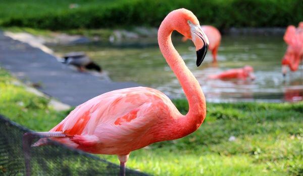 Photo : Flamingo Bird