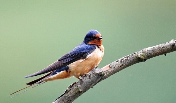 Photo : Swallow