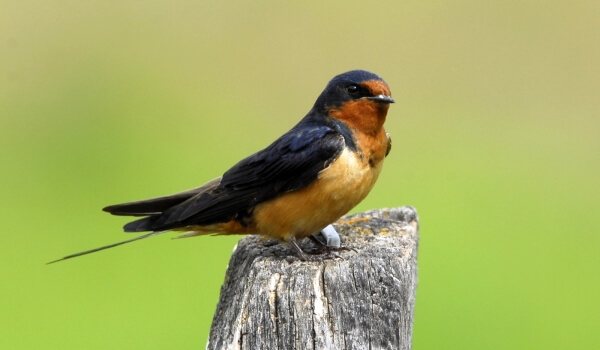 Photo : Swallow