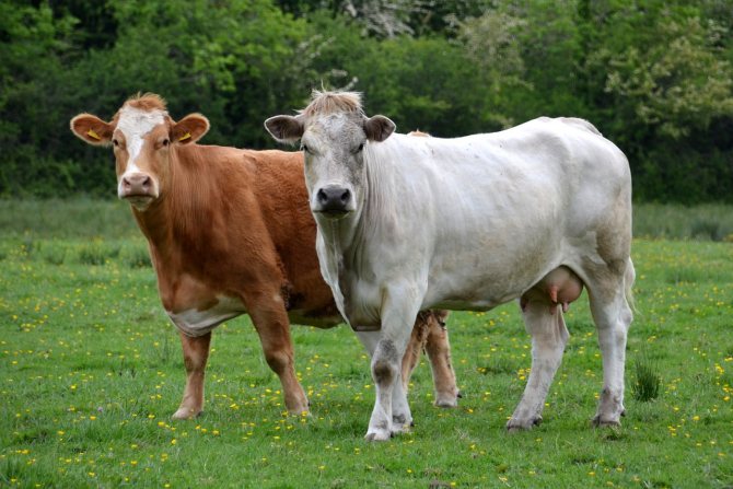 Photos de vaches pour le Nouvel An 2021