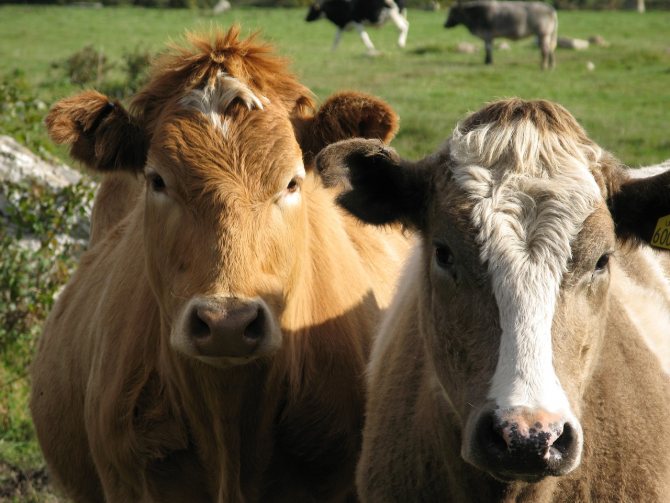 Photo du Nouvel An avec des vaches