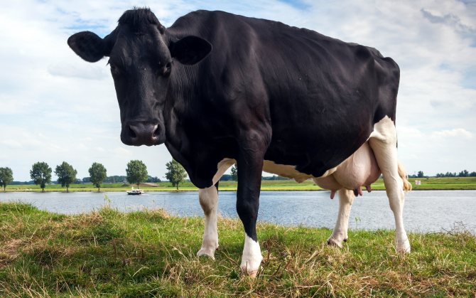 Photo de Nouvel An avec des vaches dans le cadre du Nouvel An 2021