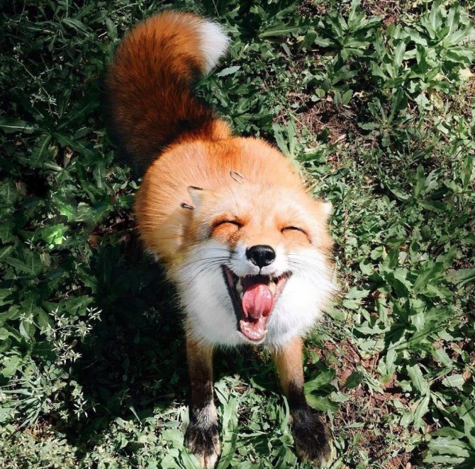 Photo symbole d'un renard
