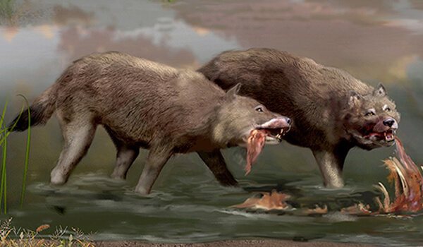 Photo : Terrible loup