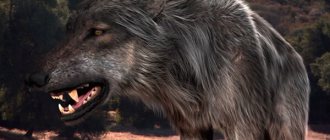 Photo : Terrible Wolf