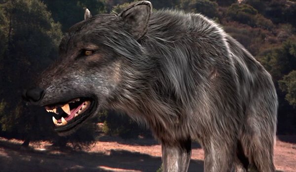 Photo : Bad Wolf