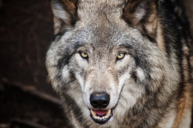 Loup photo