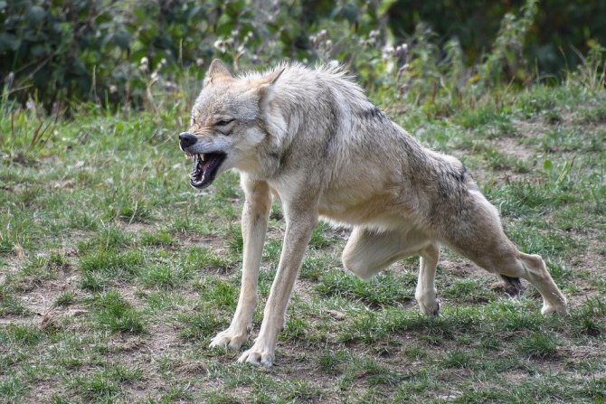 Photo de loup