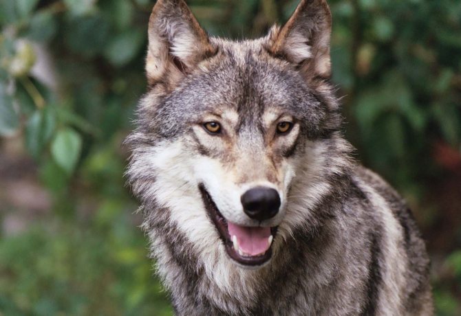 Loup photo