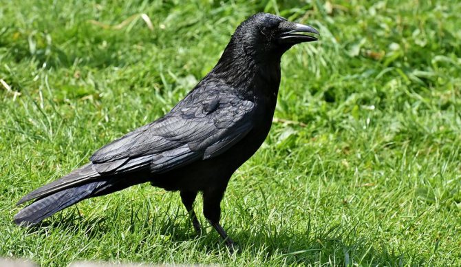 Photo d'un corbeau