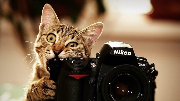 Photographe