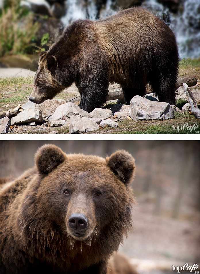 De belles photos d'ours