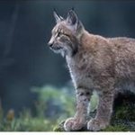 Photos de lynx