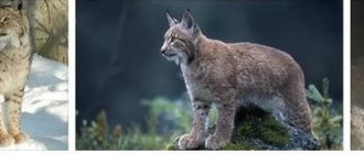 Photos de Bobcat