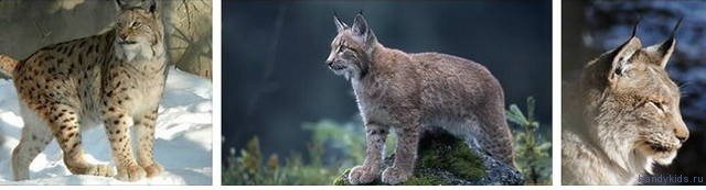 Photos de lynx
