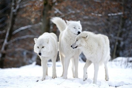 où vit le loup polaire