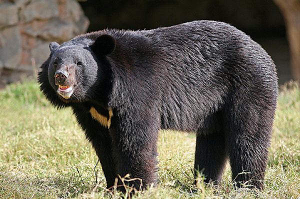 Ours de l'Himalaya