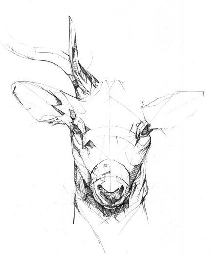 dessin au crayon de la tête de cerf