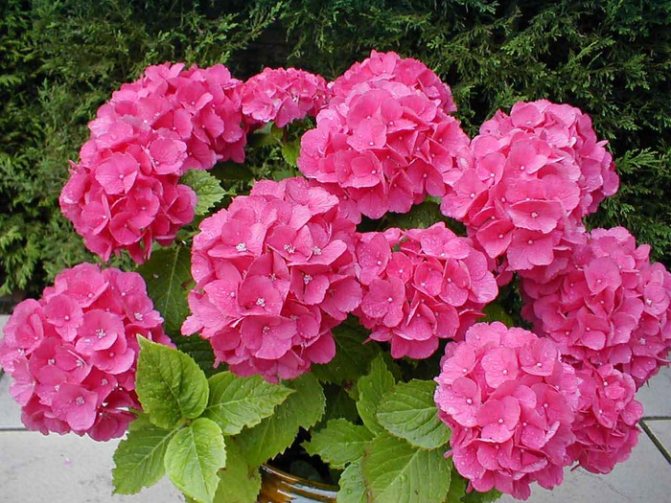 Hortensia (700x525, 159Kb)