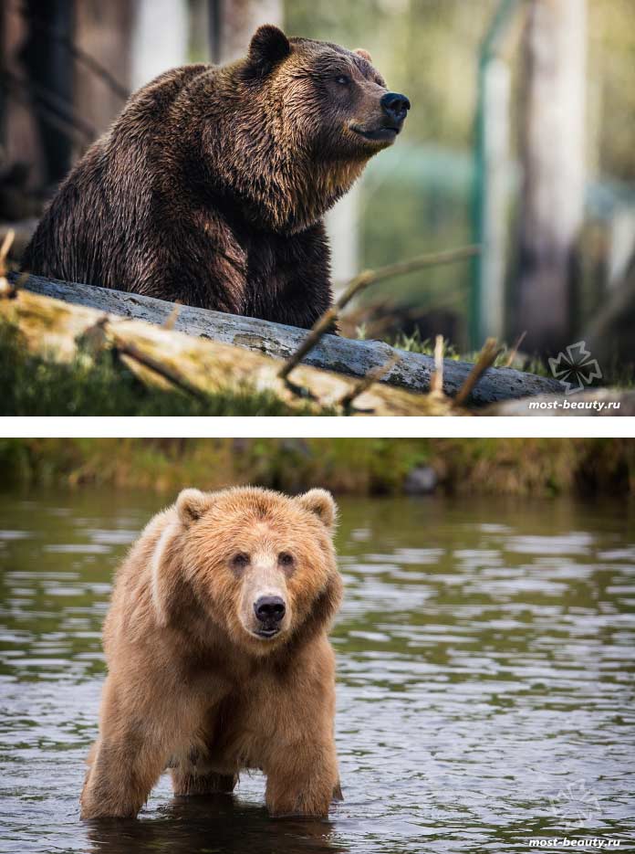 Grizzly. CC0