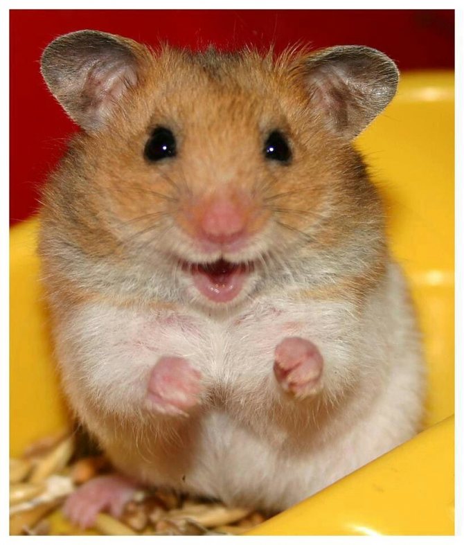 Les hamsters peuvent aussi aboyer