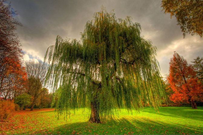 saule (700x468, 209Kb)