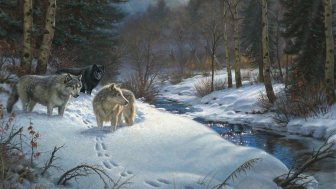 Lieux préférés des loups